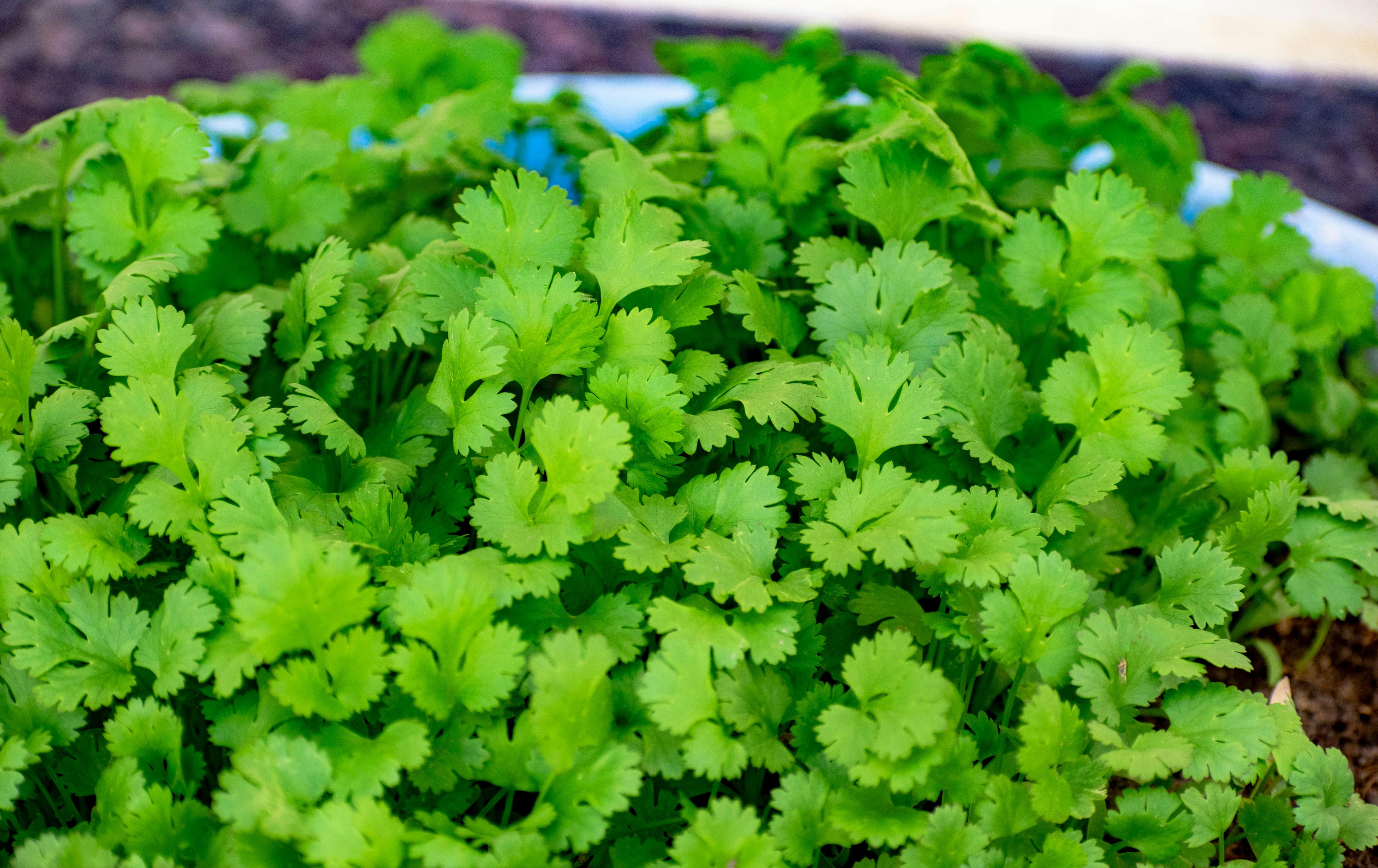 Lush green cilantro leaves in close-up, showcasing freshness and organic growth.